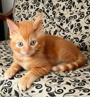 Persian cats