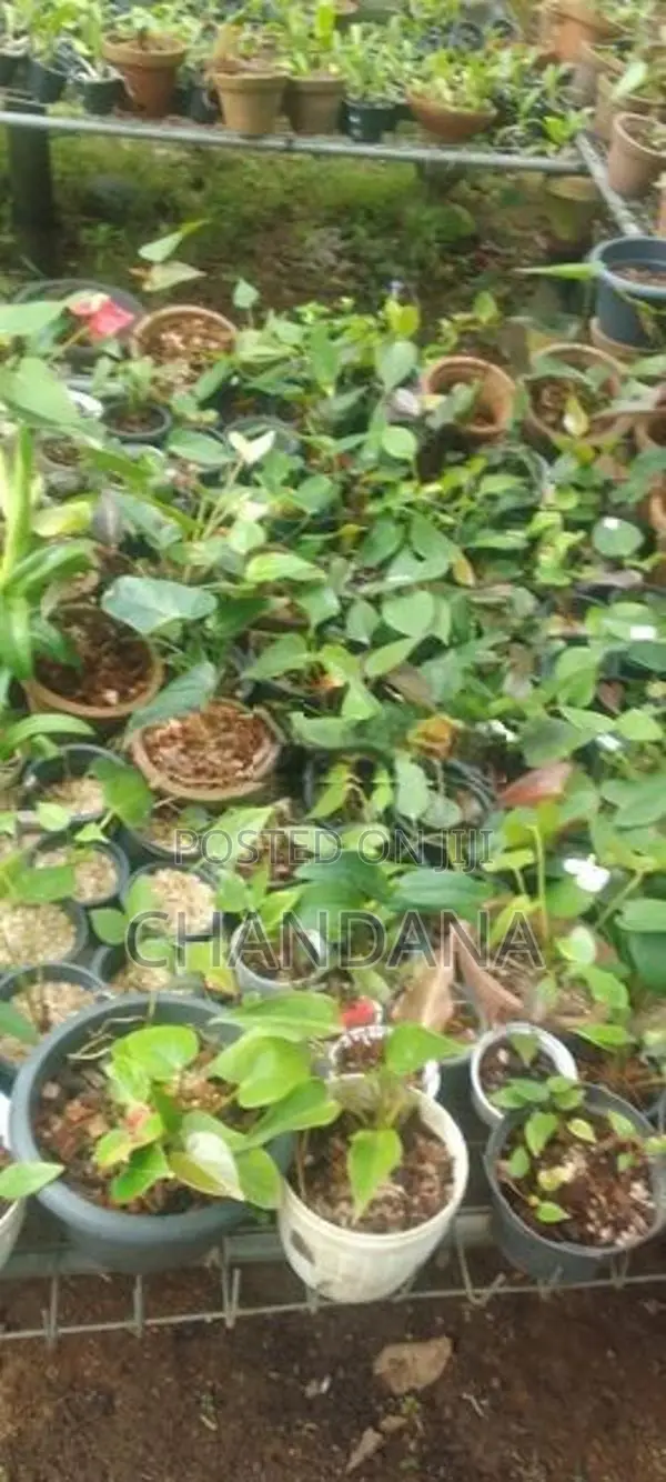 Anthurium Plants