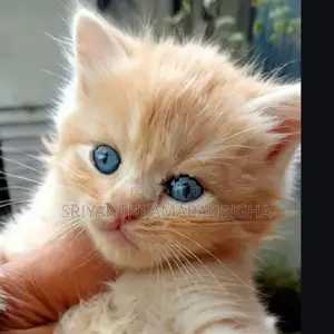 Persian cats