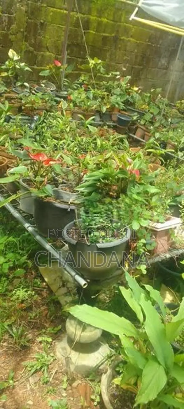 Anthurium Plants
