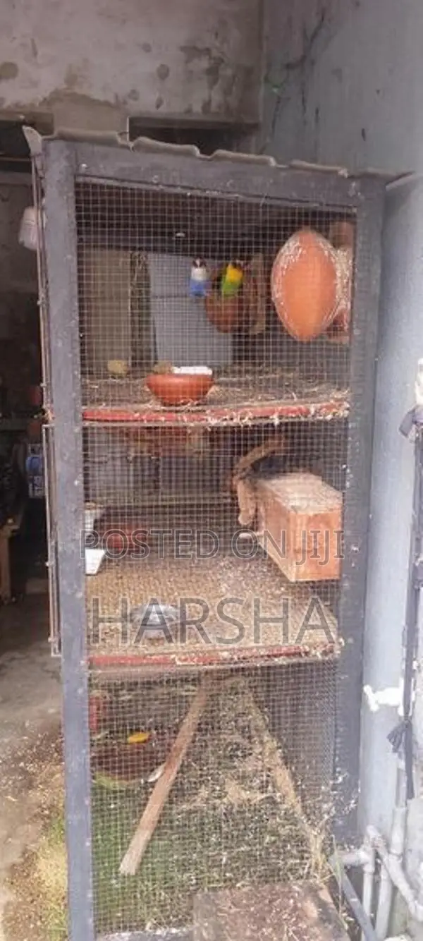 African Lovebird Cage