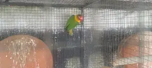 African Lovebird Cage