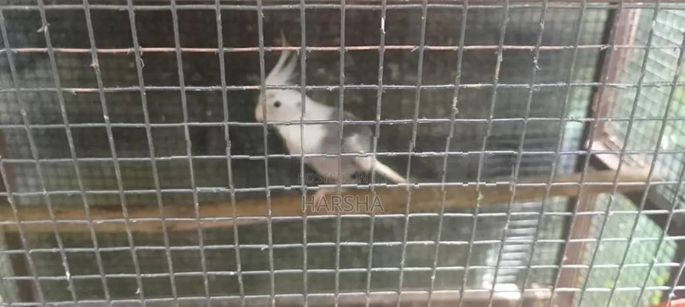 African Lovebird Cage