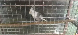 African Lovebird Cage