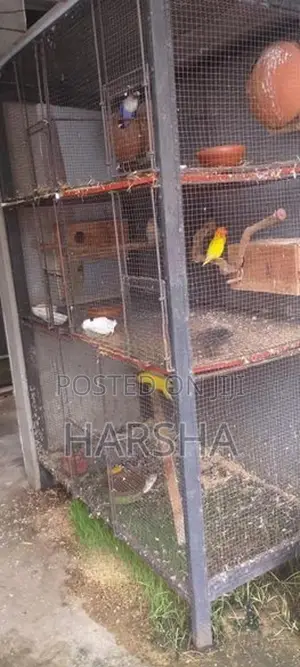 African Lovebird Cage