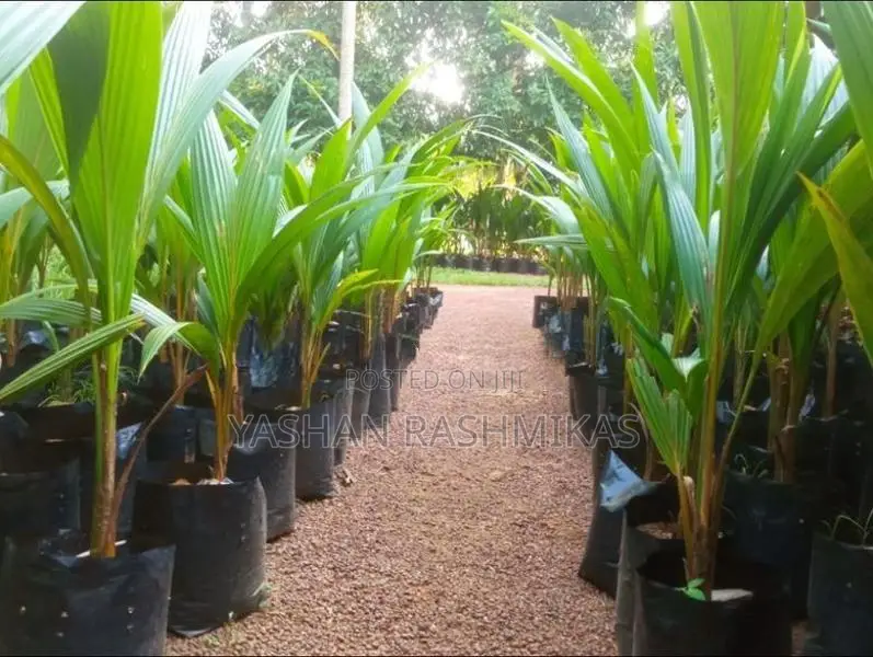 Coconut Plant