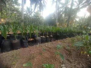 Coconut Plant
