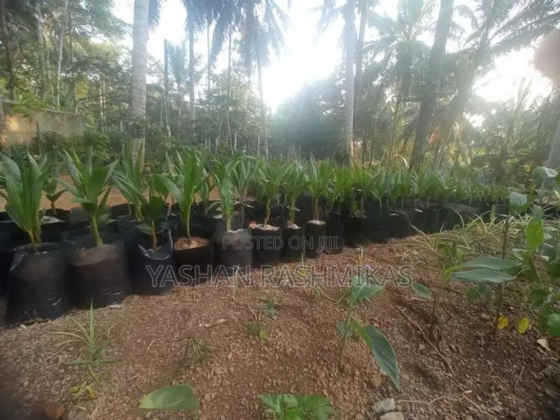 Coconut Plant