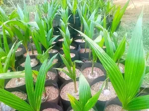 Coconut Plant
