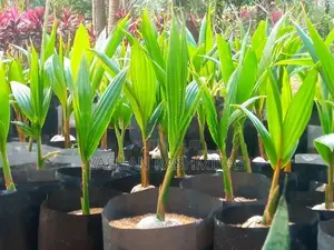 Coconut Plant