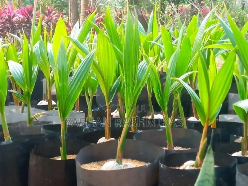 Coconut Plant