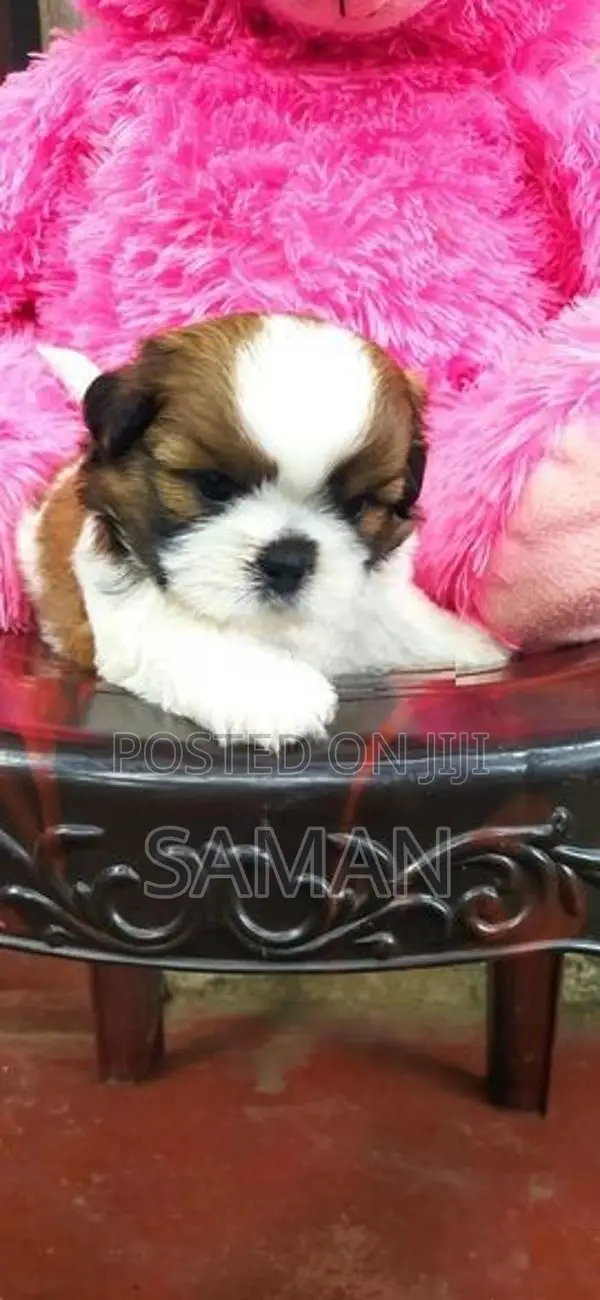 shih tzu puppy