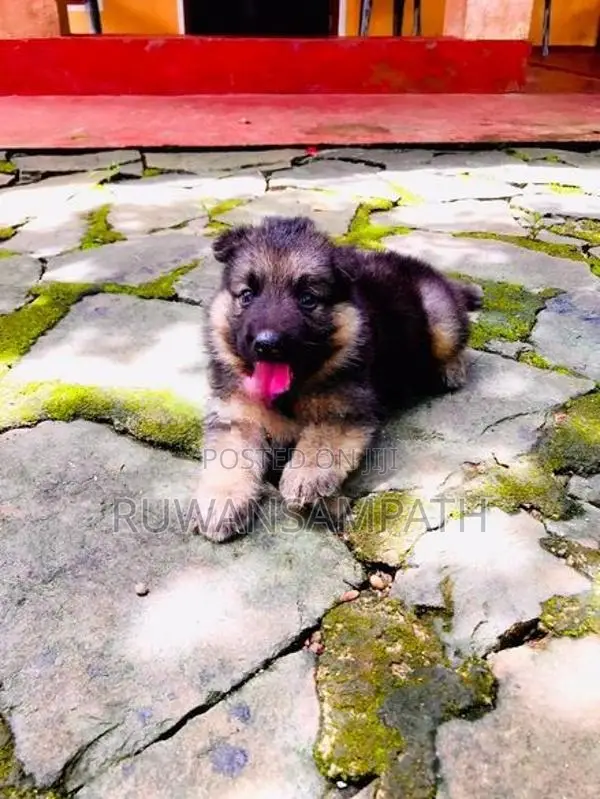 German Shepherd Puppy