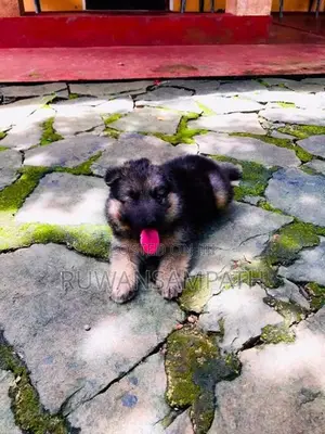 German Shepherd Puppy