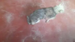 Lionpomeryan