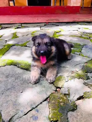 German Shepherd Puppy