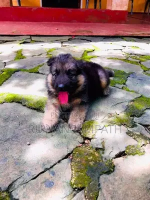 German Shepherd Puppy