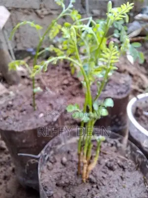 කරපිංචා පැළ / Curry Leaves Sapling கறிவேப்பிலை கன்று
