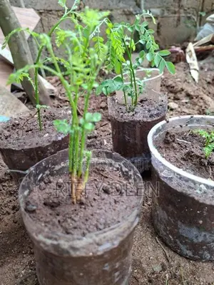 කරපිංචා පැළ / Curry Leaves Sapling கறிவேப்பிலை கன்று