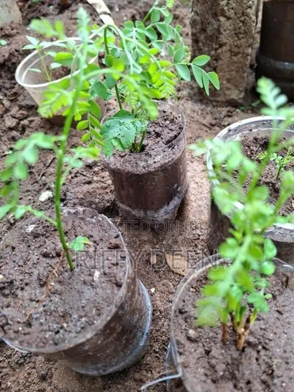 කරපිංචා පැළ / Curry Leaves Sapling கறிவேப்பிலை கன்று