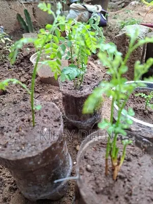 කරපිංචා පැළ / Curry Leaves Sapling கறிவேப்பிலை கன்று