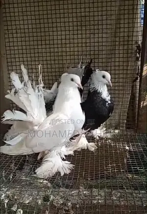 Fantail Pigeons