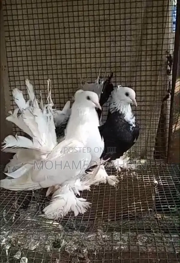 Fantail Pigeons