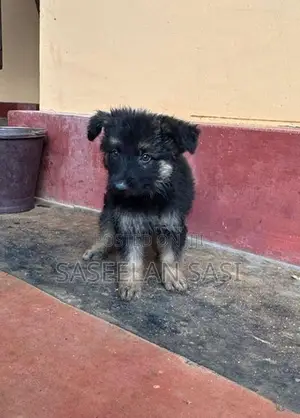 German Shepherd Puppy