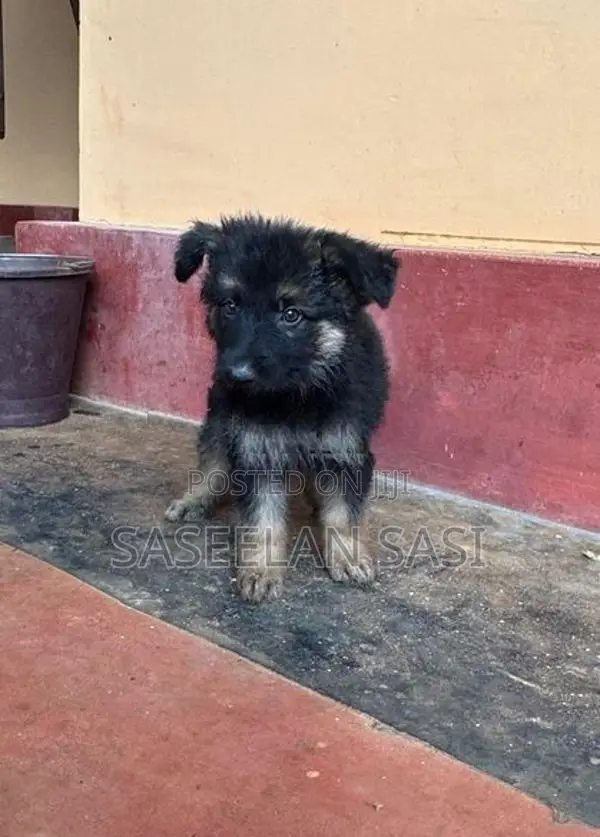 German Shepherd Puppy