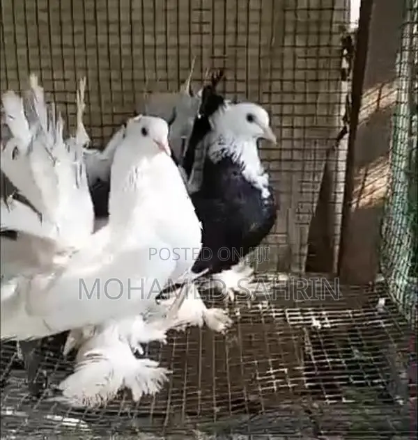 Fantail Pigeons