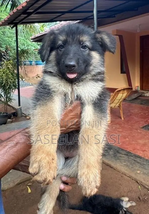 German Shepherd Puppy