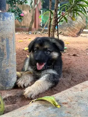 German Shepherd Puppy