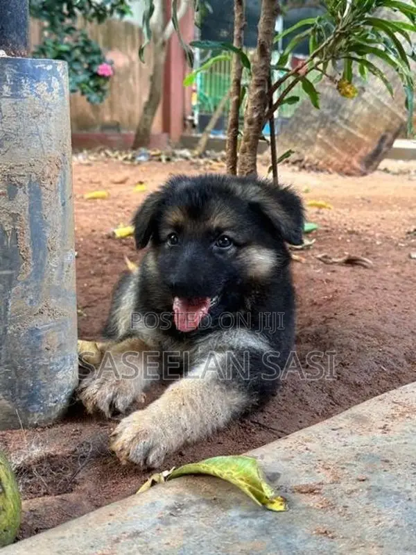 German Shepherd Puppy
