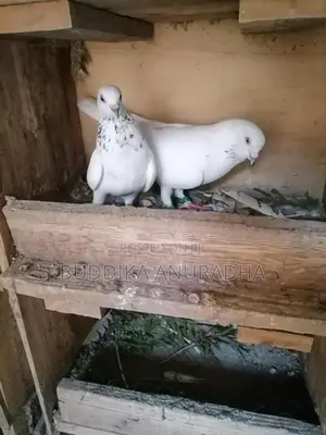 Pigeons