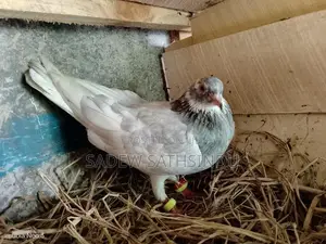 Pigeon
