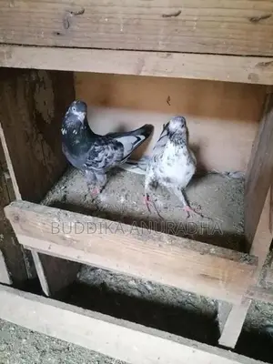 Pigeons