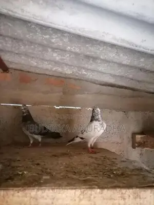 Pigeons