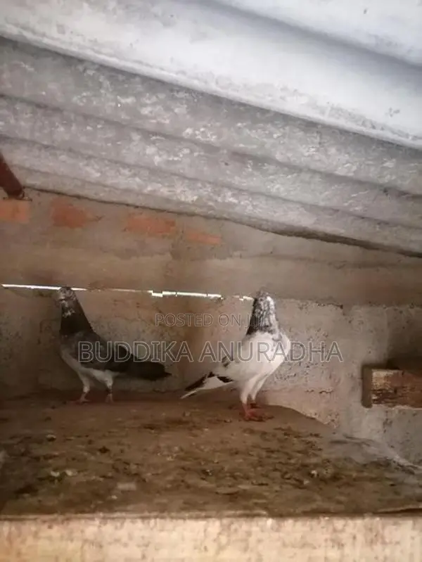 Pigeons
