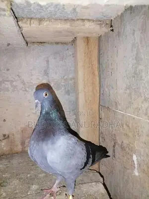 Pigeons