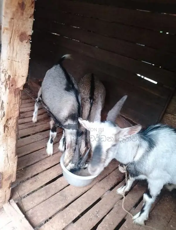 Saanen Goats