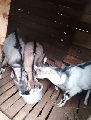 Saanen Goats