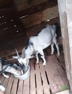 Saanen Goats