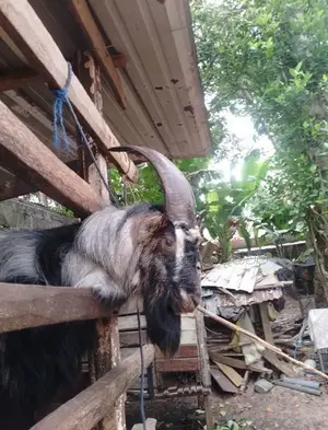 Saanen Goats