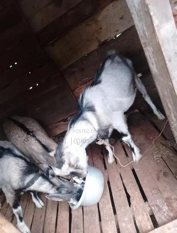 Saanen Goats