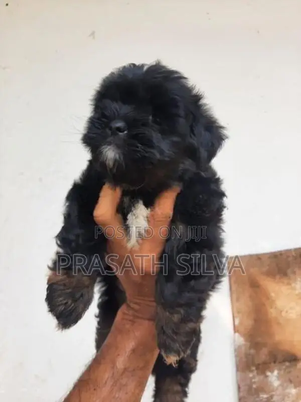 Shih Tzu Puppy