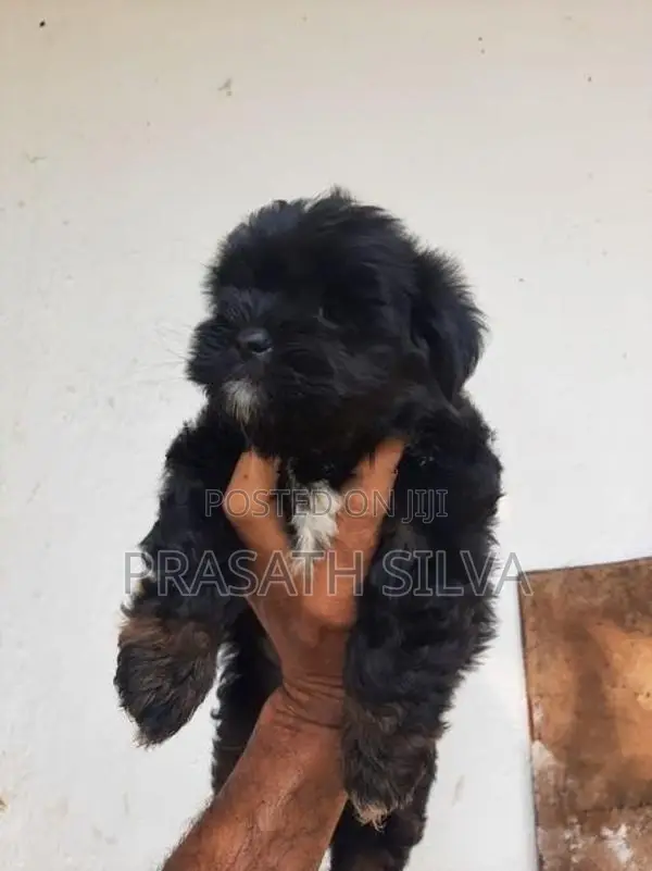 Shih Tzu Puppy