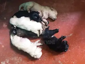 Pomeranian Puppies