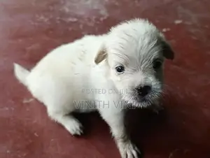 Pomeranian Puppies