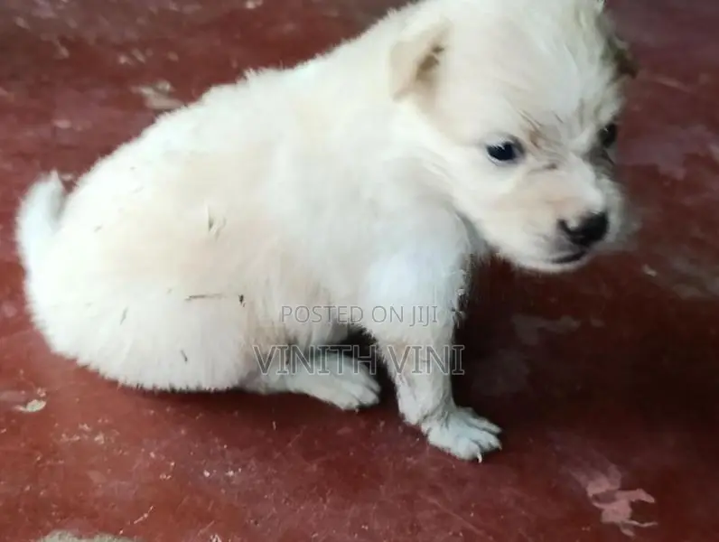 Pomeranian Puppies