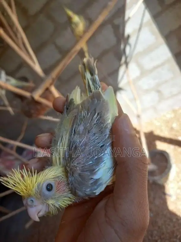 Cockatail Birds